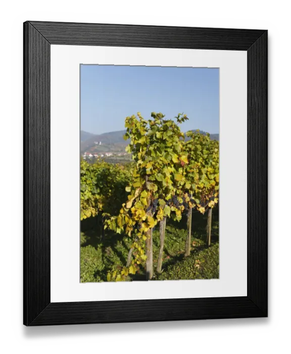 Framed Print : Vineyard with red grapes, Muehldorf, Spitzer Graben valley, Wachau valley, Waldviertel region, Lower Austria, Austria, Europe Framed Print : Vineyard with red grapes, Muehldorf, Spitzer Graben valley, Wachau valley, Waldviertel region, Lower Austria, Austria, Europe