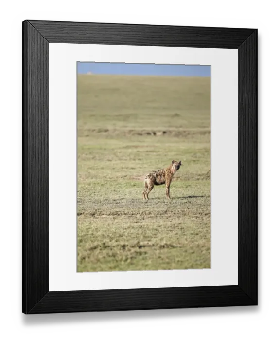 Framed Print : Spotted Hyena or Laughing Hyena -Crocuta crocuta-, Serengeti, Tanzania, Africa Framed Print : Spotted Hyena or Laughing Hyena -Crocuta crocuta-, Serengeti, Tanzania, Africa