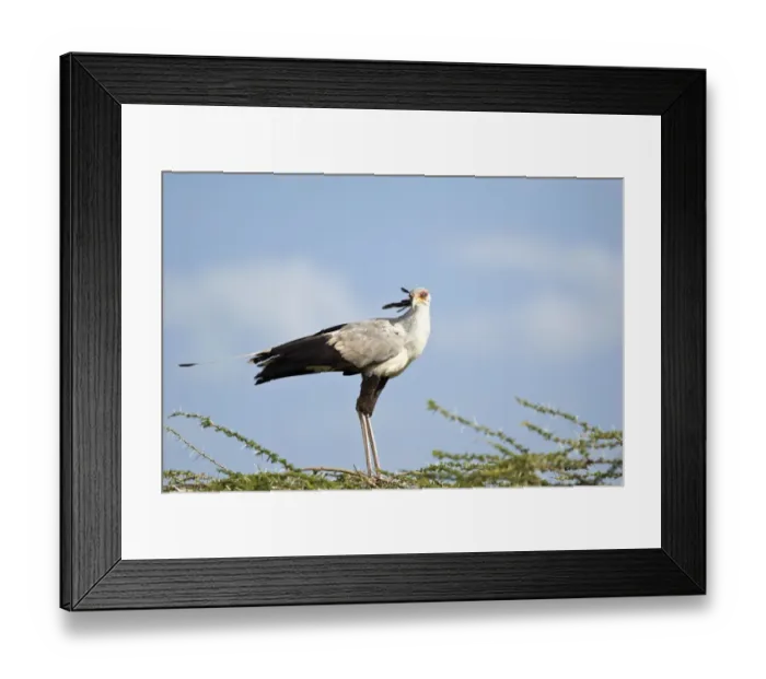 Framed Print : Secretary Bird -Sagittarius serpentarius-, Serengeti, Tanzania, Africa Framed Print : Secretary Bird -Sagittarius serpentarius-, Serengeti, Tanzania, Africa