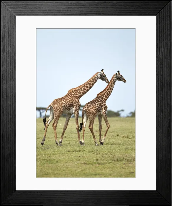 Framed Print : Giraffes -Giraffa camelopardalis-, Serengeti, Tanzania, Africa Framed Print : Giraffes -Giraffa camelopardalis-, Serengeti, Tanzania, Africa