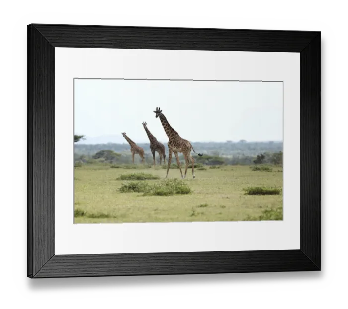 Framed Print : Giraffes -Giraffa camelopardalis-, Serengeti, Tanzania, Africa Framed Print : Giraffes -Giraffa camelopardalis-, Serengeti, Tanzania, Africa