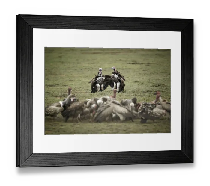 Framed Print : Lappet-faced Vultures -Aegypius tracheliotus, Torgos tracheliotus-, Serengeti, Tanzania, Africa Framed Print : Lappet-faced Vultures -Aegypius tracheliotus, Torgos tracheliotus-, Serengeti, Tanzania, Africa