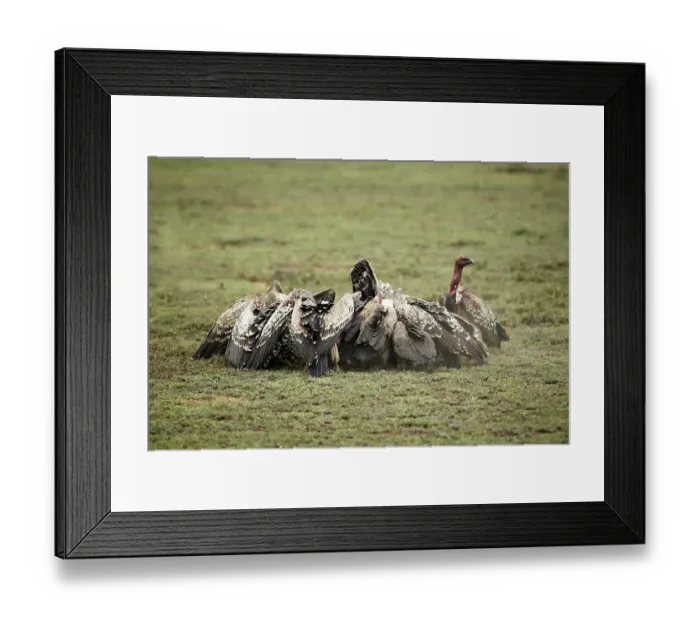 Framed Print : White-backed Vultures -Gyps africanus-, Serengeti, Tanzania, Africa Framed Print : White-backed Vultures -Gyps africanus-, Serengeti, Tanzania, Africa