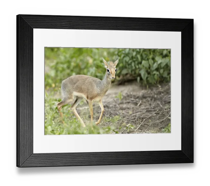 Framed Print : Kirks Dik-dik -Madoqua Kirki-, African dwarf antelope, Serengeti, Tanzania, Africa Framed Print : Kirks Dik-dik -Madoqua Kirki-, African dwarf antelope, Serengeti, Tanzania, Africa