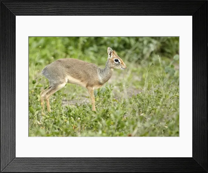 Framed Print : Kirks Dik-dik -Madoqua Kirki-, African dwarf antelope, Serengeti, Tanzania, Africa Framed Print : Kirks Dik-dik -Madoqua Kirki-, African dwarf antelope, Serengeti, Tanzania, Africa