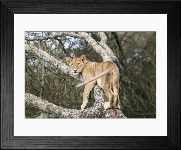 Framed Print : Lioness -Panthera leo- in a tree, Serengeti, Tanzania, Africa Framed Print : Lioness -Panthera leo- in a tree, Serengeti, Tanzania, Africa