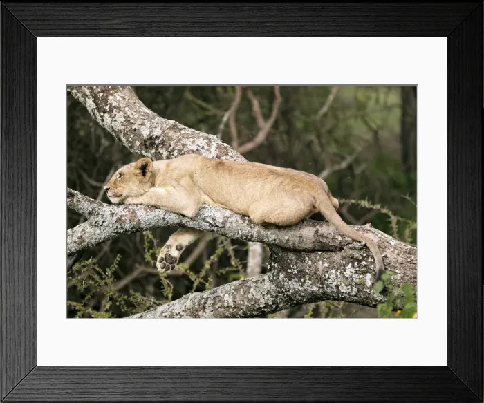 Framed Print : Lioness -Panthera leo- in a tree, Serengeti, Tanzania, Africa Framed Print : Lioness -Panthera leo- in a tree, Serengeti, Tanzania, Africa