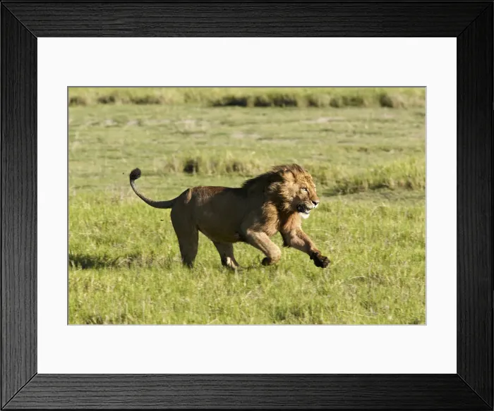 Framed Print : Lion -Panthera leo-, running, Ngorongoro Crater, Ngorongoro Conservation Area, Tanzania, Africa Framed Print : Lion -Panthera leo-, running, Ngorongoro Crater, Ngorongoro Conservation Area, Tanzania, Africa