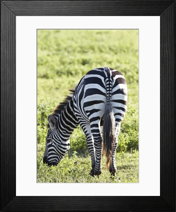 Framed Print : Burchells Zebra or Plains Zebra -Equus quagga-, Ngorongoro Crater, Tanzania, Africa Framed Print : Burchells Zebra or Plains Zebra -Equus quagga-, Ngorongoro Crater, Tanzania, Africa
