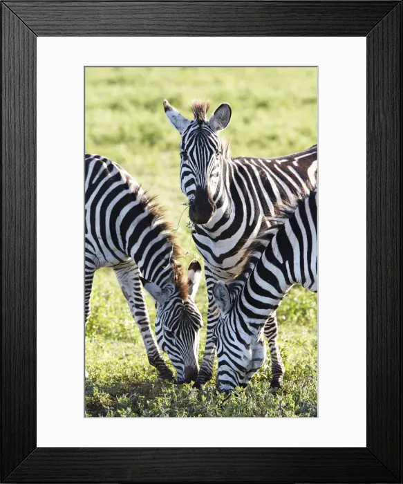 Framed Print : Burchells Zebras or Plains Zebras -Equus quagga-, Ngorongoro Crater, Tanzania, Africa Framed Print : Burchells Zebras or Plains Zebras -Equus quagga-, Ngorongoro Crater, Tanzania, Africa