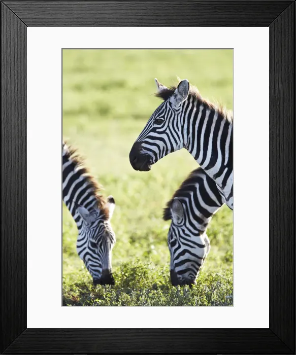 Framed Print : Burchells Zebras or Plains Zebras -Equus quagga-, Ngorongoro Crater, Tanzania, Africa