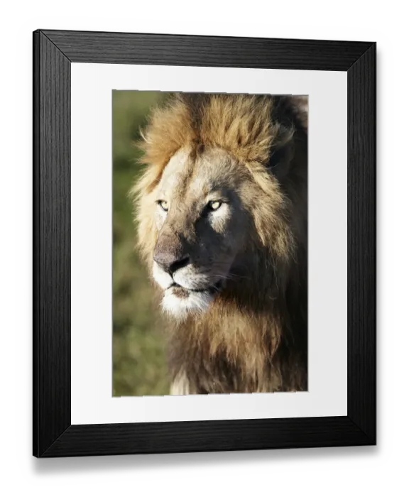 Framed Print : Lion -Panthera leo-, portrait, Ngorongoro Crater, Ngorongoro Conservation Area, Tanzania, Africa Framed Print : Lion -Panthera leo-, portrait, Ngorongoro Crater, Ngorongoro Conservation Area, Tanzania, Africa
