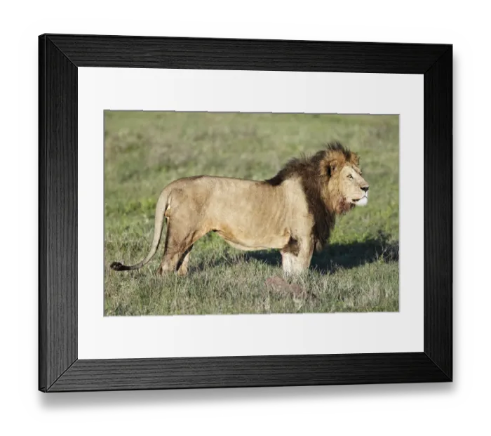 Framed Print : Lion -Panthera leo-, Ngorongoro Crater, Ngorongoro Conservation Area, Tanzania, Africa Framed Print : Lion -Panthera leo-, Ngorongoro Crater, Ngorongoro Conservation Area, Tanzania, Africa