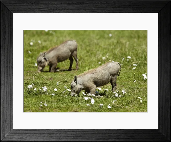 Framed Print : Warthogs -Phacochoerus africanus-, Ngorongoro Crater, Ngorongoro Conservation Area, Tanzania, Africa Framed Print : Warthogs -Phacochoerus africanus-, Ngorongoro Crater, Ngorongoro Conservation Area, Tanzania, Africa