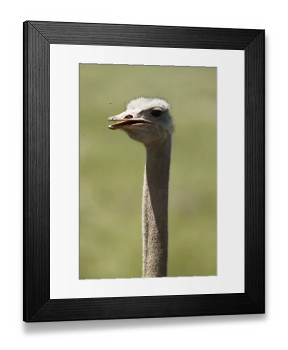 Framed Print : African Ostrich -Struthio camelus-, portrait, Ngorongoro Crater, Ngorongoro Conservation Area, Tanzania, Africa Framed Print : African Ostrich -Struthio camelus-, portrait, Ngorongoro Crater, Ngorongoro Conservation Area, Tanzania, Africa