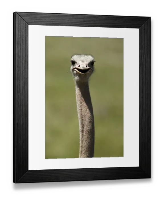 Framed Print : African Ostrich -Struthio camelus-, portrait, Ngorongoro Crater, Ngorongoro Conservation Area, Tanzania, Africa Framed Print : African Ostrich -Struthio camelus-, portrait, Ngorongoro Crater, Ngorongoro Conservation Area, Tanzania, Africa