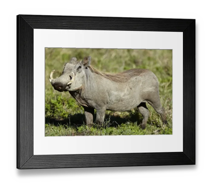 Framed Print : Warthog -Phacochoerus africanus-, Ngorongoro Crater, Ngorongoro Conservation Area, Tanzania, Africa Framed Print : Warthog -Phacochoerus africanus-, Ngorongoro Crater, Ngorongoro Conservation Area, Tanzania, Africa