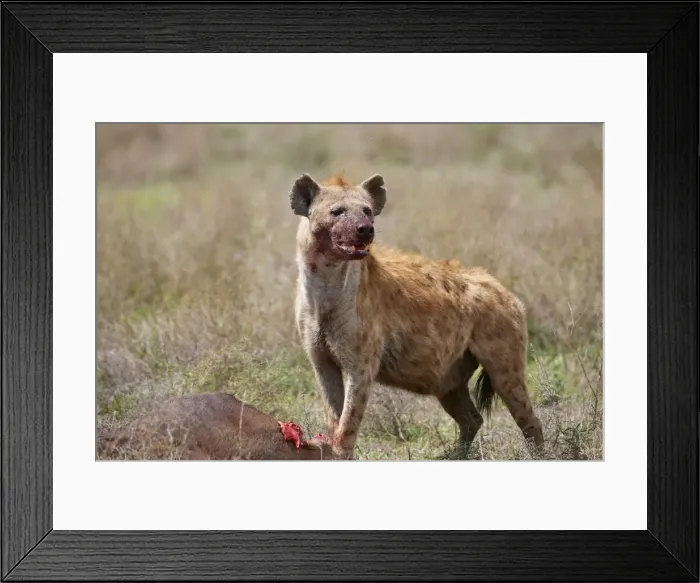 Framed Print : Spotted Hyena, Crocuta crocuta Framed Print : Spotted Hyena, Crocuta crocuta
