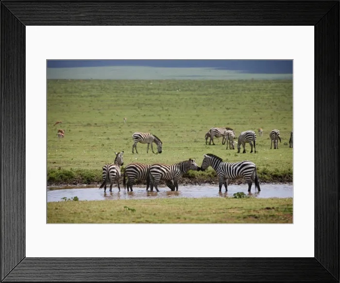 Framed Print : Plains Zebra, Equus quagga Framed Print : Plains Zebra, Equus quagga