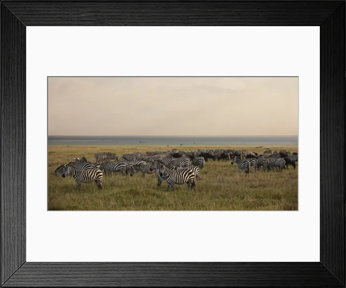 Framed Print : Plains Zebra, Equus quagga Framed Print : Plains Zebra, Equus quagga