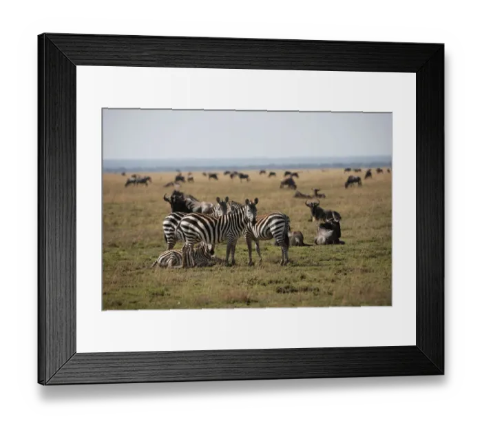 Framed Print : Plains Zebra, Equus quagga Framed Print : Plains Zebra, Equus quagga