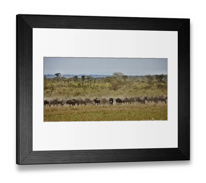 Framed Print : Blue Wildebeest, Connochaetes taurinus Framed Print : Blue Wildebeest, Connochaetes taurinus