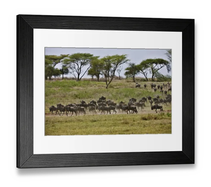 Framed Print : Blue Wildebeest, Connochaetes taurinus Framed Print : Blue Wildebeest, Connochaetes taurinus