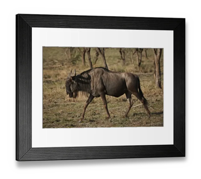 Framed Print : Blue Wildebeest, Connochaetes taurinus Framed Print : Blue Wildebeest, Connochaetes taurinus