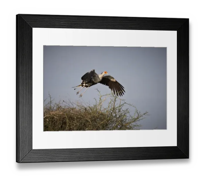 Framed Print : Secretarybird, Sagittarius serpentarius Framed Print : Secretarybird, Sagittarius serpentarius