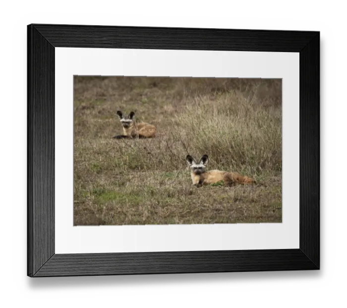 Framed Print : Bat-eared Fox, Otocyon megalotis Framed Print : Bat-eared Fox, Otocyon megalotis