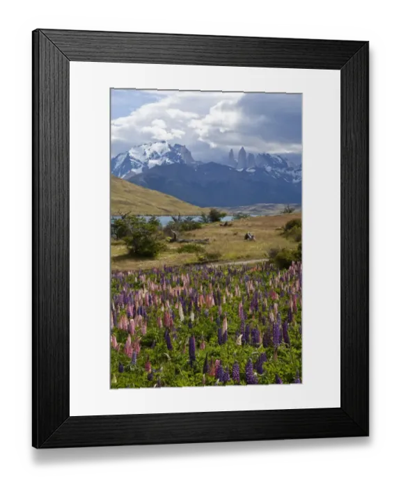 Framed Print : Colourful lupine field -Lupinus- with views of the peaks of the granite mountains of the Torres del Paine National Park, Magallanes Region, Patagonia, Chile, South America, Latin America, America Framed Print : Colourful lupine field -Lupinus- with views of the peaks of the granite mountains of the Torres del Paine National Park, Magallanes Region, Patagonia, Chile, South America, Latin America, America
