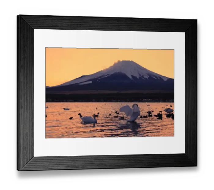 Framed Print : World heritage Mt. Fuji and swans on Lake Yamana Framed Print : World heritage Mt. Fuji and swans on Lake Yamana