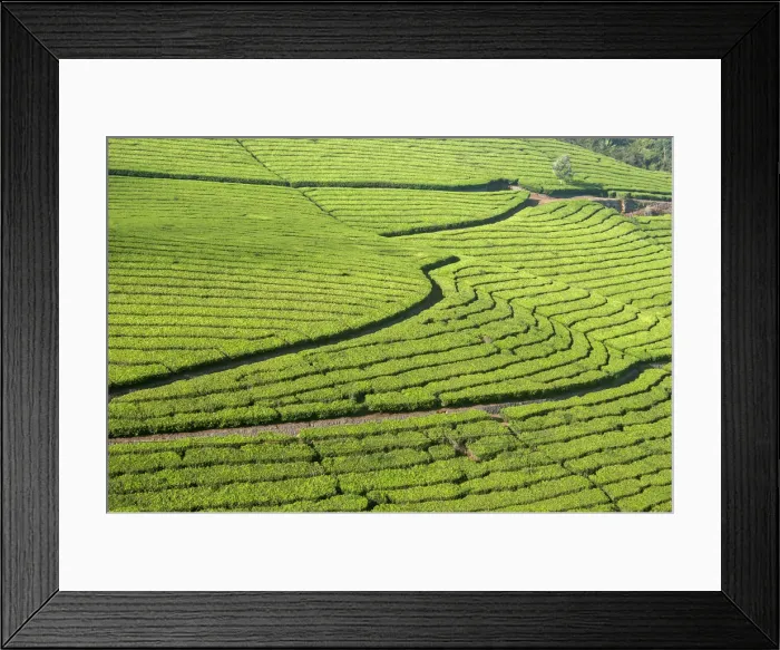 Framed Print : Tea plantation in a slope Framed Print : Tea plantation in a slope