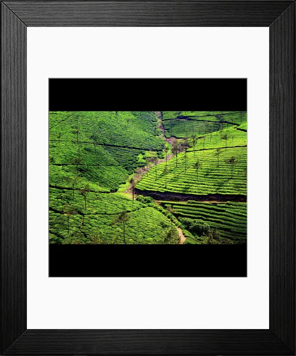 Framed Print : Tons of tea Framed Print : Tons of tea