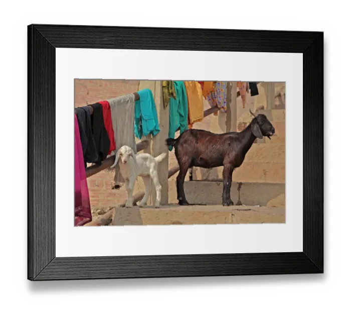 Framed Print : Goats at leisure in ghats of Varanasi Framed Print : Goats at leisure in ghats of Varanasi