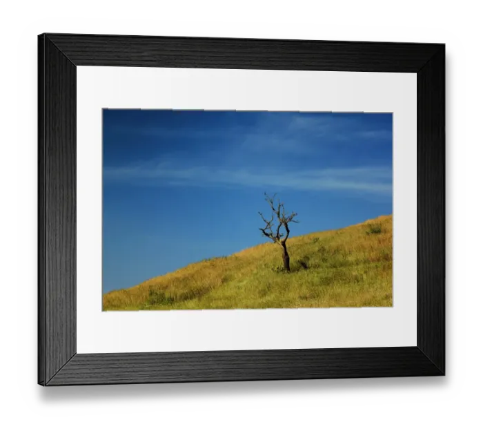 Framed Print : A dry tree in a landscape Framed Print : A dry tree in a landscape