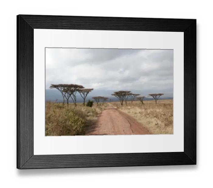Framed Print : Track into the crater, dry grasslands, Umbrella Thorn Acacia -Acacia tortilis-, Savannah, Ngorongoro Conservation Area, Serengeti National Park, Tanzania, East Africa, Africa Framed Print : Track into the crater, dry grasslands, Umbrella Thorn Acacia -Acacia tortilis-, Savannah, Ngorongoro Conservation Area, Serengeti National Park, Tanzania, East Africa, Africa