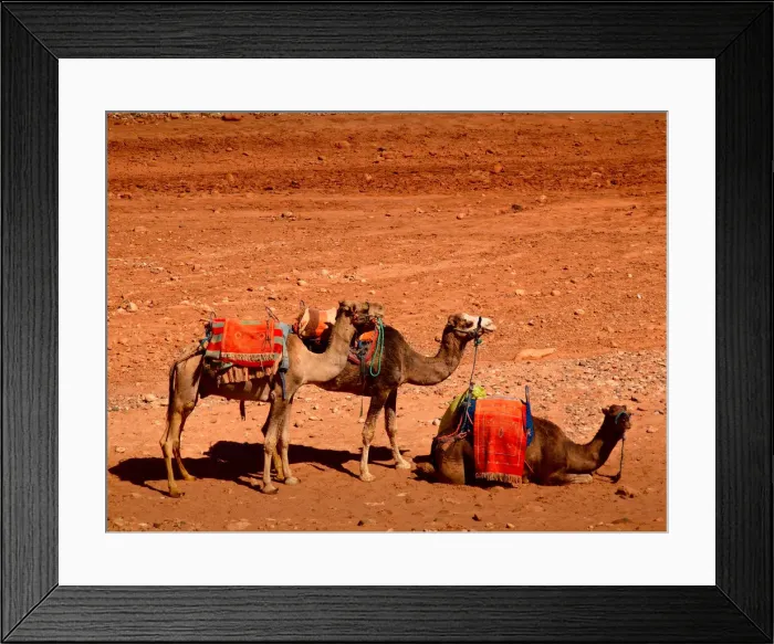 Framed Print : Caravan. A small caravan of camels in Ksar Ait Ben HadouaOt Benhaddou is a fortified city Framed Print : Caravan. A small caravan of camels in Ksar Ait Ben HadouaOt Benhaddou is a fortified city
