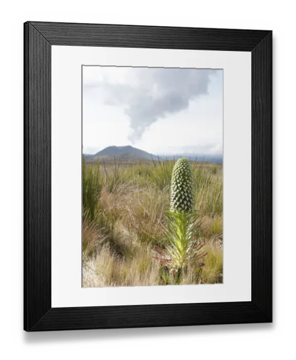Framed Print : Giant Lobelia -Lobelia deckenii-, cloud above the extinct Kifinika Hill volcano, Kilimanjaro National Park, Marangu Route, Tanzania, East Africa, Africa Framed Print : Giant Lobelia -Lobelia deckenii-, cloud above the extinct Kifinika Hill volcano, Kilimanjaro National Park, Marangu Route, Tanzania, East Africa, Africa