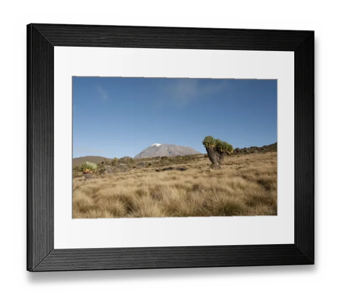 Framed Print : Kibo Peak, extinct volcano, Giant Groundsel -Dendrosenecio Kilimanjari-, Kilimanjaro National Park, Marangu Route, Tanzania, East Africa, Africa Framed Print : Kibo Peak, extinct volcano, Giant Groundsel -Dendrosenecio Kilimanjari-, Kilimanjaro National Park, Marangu Route, Tanzania, East Africa, Africa