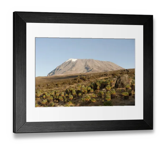 Framed Print : Kibo Peak, extinct volcano, forest of Giant Groundsel -Dendrosenecio Kilimanjari-, Kilimanjaro National Park, Marangu Route, Tanzania, East Africa, Africa Framed Print : Kibo Peak, extinct volcano, forest of Giant Groundsel -Dendrosenecio Kilimanjari-, Kilimanjaro National Park, Marangu Route, Tanzania, East Africa, Africa