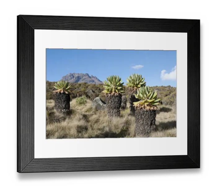 Framed Print : Giant Groundsel -Dendrosenecio kilimanjari-, near the Horombo Huts, Mt Mawenzi at back, Marangu Route, Mt. Kilimanjaro, Tanzania, East Africa, Africa