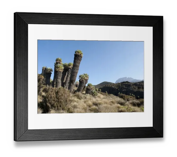 Framed Print : Giant Groundsel -Dendrosenecio kilimanjari-, near the Horombo Huts, Marangu Route, Mt. Kilimanjaro, Tanzania, East Africa, Africa Framed Print : Giant Groundsel -Dendrosenecio kilimanjari-, near the Horombo Huts, Marangu Route, Mt. Kilimanjaro, Tanzania, East Africa, Africa
