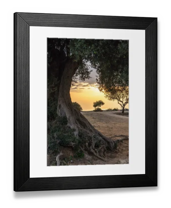 Framed Print : Olive tree Framed Print : Olive tree