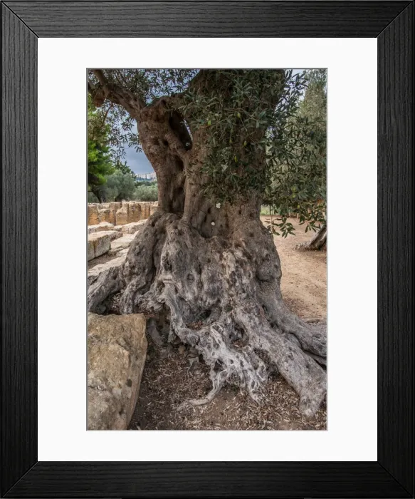 Framed Print : Olive tree closeup Framed Print : Olive tree closeup