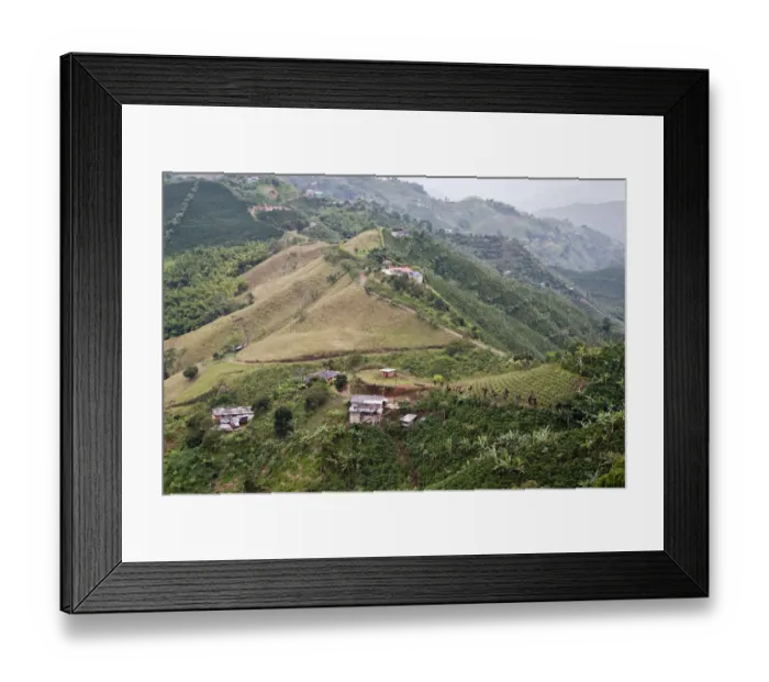 Framed Print : Coffee plantations in hilly landscape Framed Print : Coffee plantations in hilly landscape