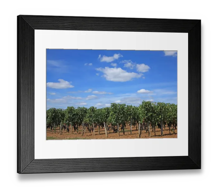 Framed Print : France, Bordeaux vineyard Framed Print : France, Bordeaux vineyard