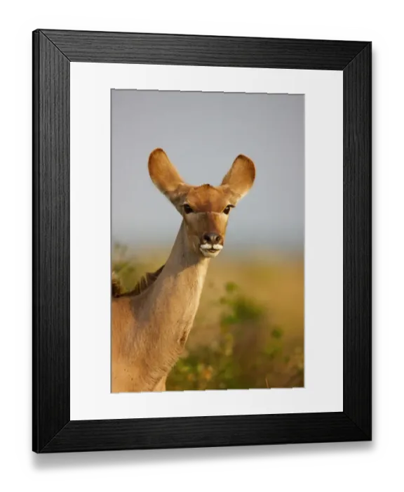 Framed Print : A portrait of a Kudu, Isimangaliso, Kwazulu-Natal, South Africa Framed Print : A portrait of a Kudu, Isimangaliso, Kwazulu-Natal, South Africa