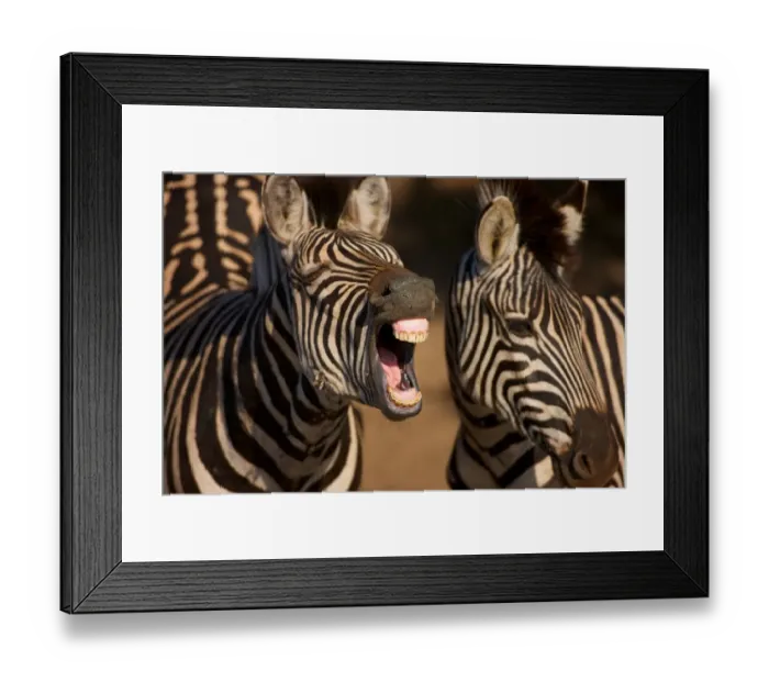 Framed Print : A close-up of a Zebra showing its teeth, Isimangaliso, Kwazulu-Natal, South Africa Framed Print : A close-up of a Zebra showing its teeth, Isimangaliso, Kwazulu-Natal, South Africa