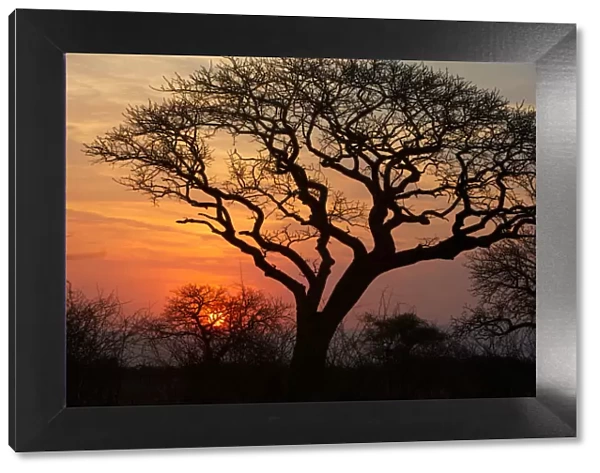 A silhouette of a tree at sunset. Isimangaliso, Kwazulu-Natal, South Africa